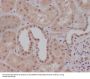 Anti-Smad1 Rabbit Monoclonal Antibody