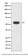 Anti-Smad1 Rabbit Monoclonal Antibody