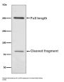 Anti-L1CAM Rabbit Monoclonal Antibody