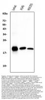 Anti-Bid Antibody Picoband® (monoclonal, 10F4)