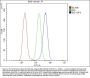 Anti-Bid Antibody Picoband® (monoclonal, 10F4)