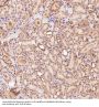 Anti-p95/NBS1 NBN Rabbit Monoclonal Antibody