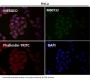 Anti-p95/NBS1 NBN Rabbit Monoclonal Antibody
