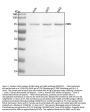 Anti-p95/NBS1 NBN Rabbit Monoclonal Antibody