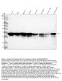 Anti-HuR / ELAVL1 Monoclonal Antibody
