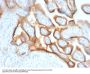 Anti-HCG-alpha (Pregnancy & Choriocarcinoma Marker) Monoclonal Antibody