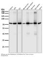 Anti-PKC alpha PRKCA Rabbit Monoclonal Antibody