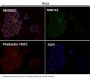 Anti-PKC alpha PRKCA Rabbit Monoclonal Antibody