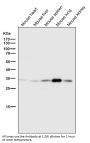 Anti-Annexin V ANXA5 Rabbit Monoclonal Antibody