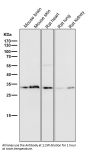 Anti-Annexin V ANXA5 Rabbit Monoclonal Antibody