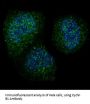 Anti-Cyclin B1 CCNB1 Rabbit Monoclonal Antibody
