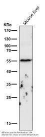 Anti-Cyclin B1 CCNB1 Rabbit Monoclonal Antibody