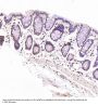 Anti-Cyclin B1 CCNB1 Rabbit Monoclonal Antibody