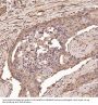 Anti-Cyclin B1 CCNB1 Rabbit Monoclonal Antibody