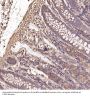 Anti-Cyclin B1 CCNB1 Rabbit Monoclonal Antibody