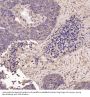 Anti-Cyclin B1 CCNB1 Rabbit Monoclonal Antibody