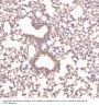 Anti-Cyclin B1 CCNB1 Rabbit Monoclonal Antibody