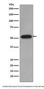 Anti-Cyclin B1 CCNB1 Rabbit Monoclonal Antibody