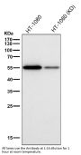 Anti-Cyclin B1 CCNB1 Rabbit Monoclonal Antibody