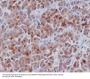 Anti-Cyclin B1 CCNB1 Rabbit Monoclonal Antibody