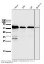 Anti-Cyclin B1 CCNB1 Rabbit Monoclonal Antibody