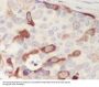 Anti-Cyclin B1 CCNB1 Rabbit Monoclonal Antibody