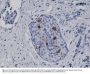 Anti-Cyclin B1 Rabbit Monoclonal Antibody, Clone#RM281
