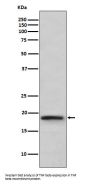 Anti-TNF beta Rabbit Monoclonal Antibody