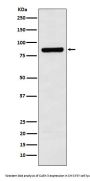 Anti-Cullin 3 Monoclonal Antibody