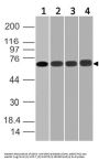 Anti-DDX3 DDX3X Antibody (Monoclonal, ABM27H2)