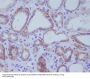 Anti-ACE2 Rabbit Monoclonal Antibody