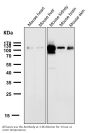 Anti-ACE2 Rabbit Monoclonal Antibody