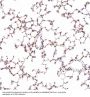 Anti-ACE2 Rabbit Monoclonal Antibody