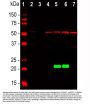 Anti-DJ-1 PARK7 Monoclonal Antibody