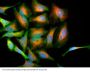 Anti-DJ-1 PARK7 Monoclonal Antibody