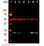 Anti-DJ1/Park7 Antibody