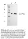 Anti-PARK7/DJ1 Antibody Picoband® (monoclonal, 4B10)