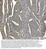 Anti-PARK7/DJ1 Antibody Picoband® (monoclonal, 4B10)