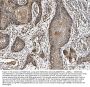 Anti-PARK7/DJ1 Antibody Picoband® (monoclonal, 4B10)