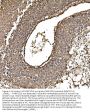 Anti-PARK7/DJ1 Antibody Picoband® (monoclonal, 4B10)