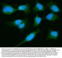 Anti-PARK7/DJ1 Antibody Picoband® (monoclonal, 4B10)
