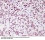 Anti-PARK7/Dj 1 Rabbit Monoclonal Antibody