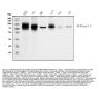 Anti-TGFBR2 Antibody Picoband® (monoclonal, 2F11)