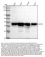 Anti-Aurora B AURKB Rabbit Monoclonal Antibody