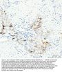 Anti-Aurora B AURKB Rabbit Monoclonal Antibody