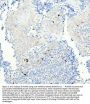 Anti-Aurora B AURKB Rabbit Monoclonal Antibody