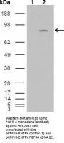 Anti-FGFR-4 Monoclonal Antibody