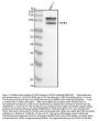 Anti-FGFR4 Rabbit Monoclonal Antibody