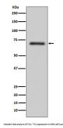 Anti-FUS / TLS Rabbit Monoclonal Antibody
