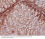 Anti-Integrin beta 1 ITGB1 Rabbit Monoclonal Antibody